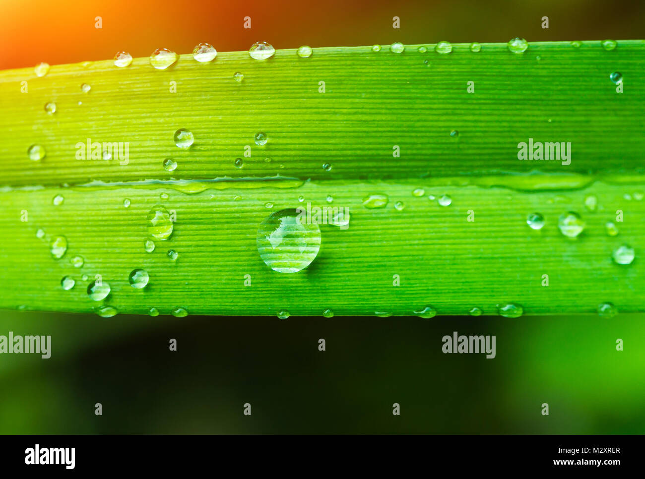 Green wet grass in sun rays, closeup Stock Photo - Alamy