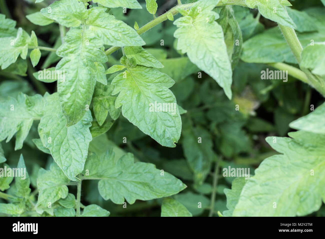 tomato plant leaves close up Stock Photo Alamy