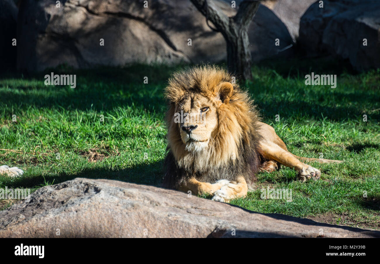 Bioparc lion hi-res stock photography and images - Alamy