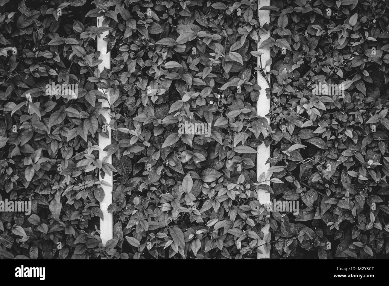 Front garden wall and hedge Black and White Stock Photos & Images - Alamy