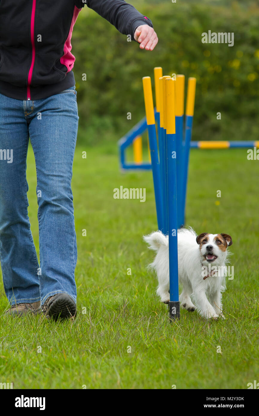 Jack russell sales agility training