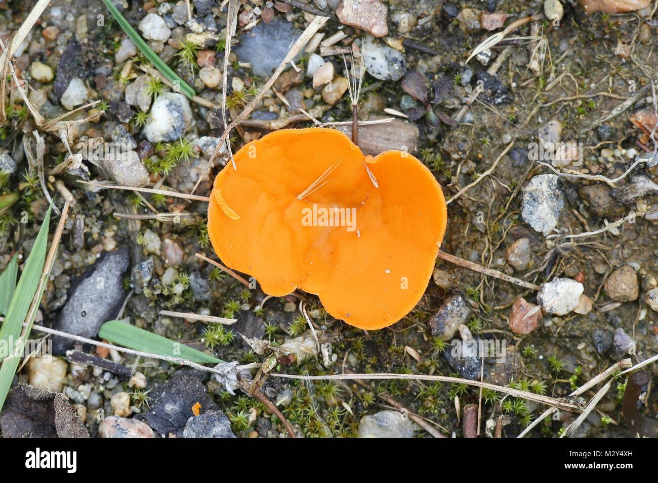 Orange peel fungus, Aleuria aurantia Stock Photo