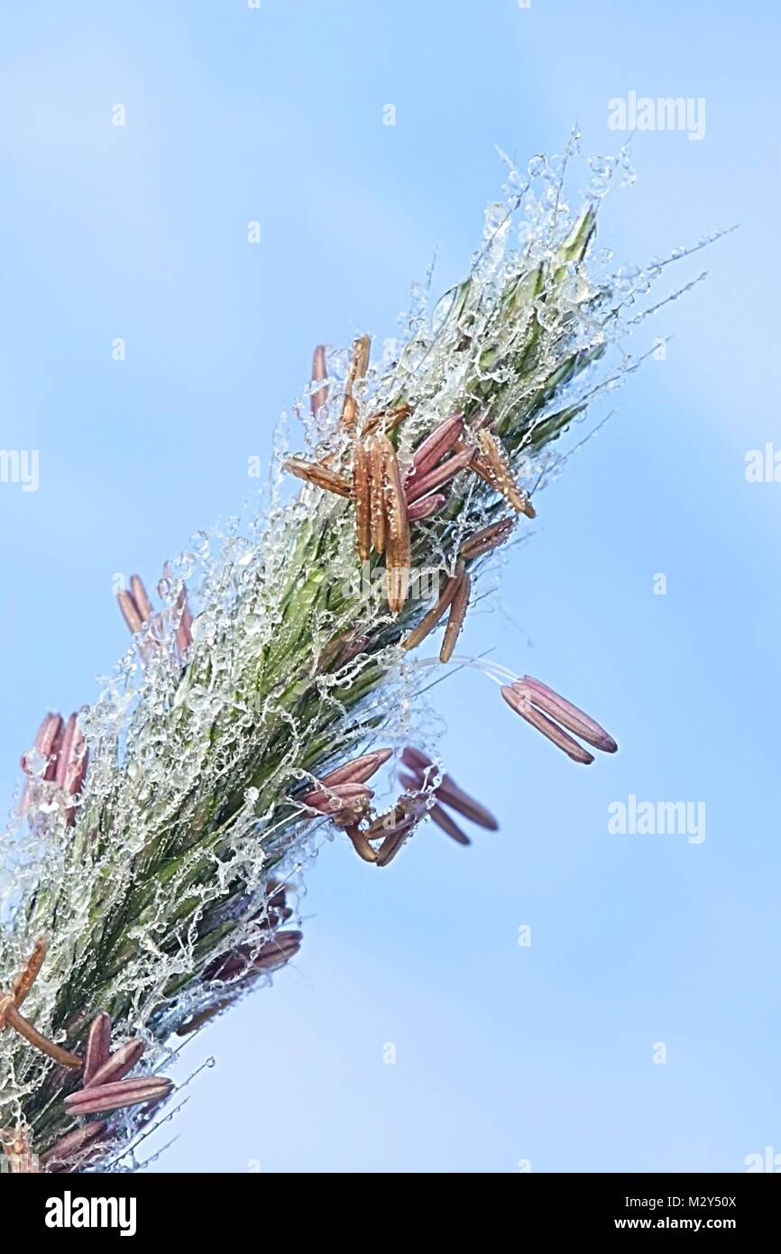 Meadow foxtail, Alopecurus pratensis, common  source of pollen allergy Stock Photo