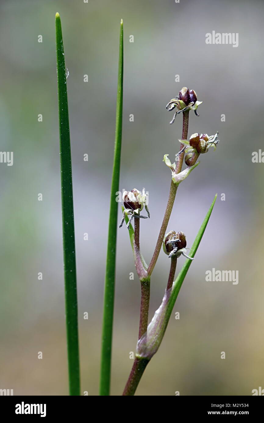 Blooming rannoch-rush, Scheuchzeria, palustris Stock Photo