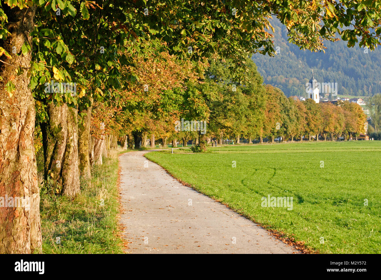 Alley with chestnut trees Stock Photo