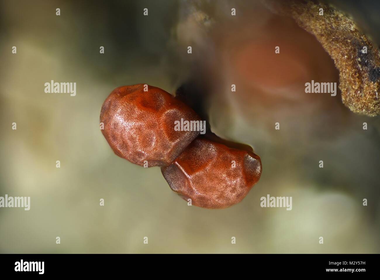 Hairy slime mold, Trichia varia, a microscope image.   Field of view of the image is 3 mm. Stock Photo