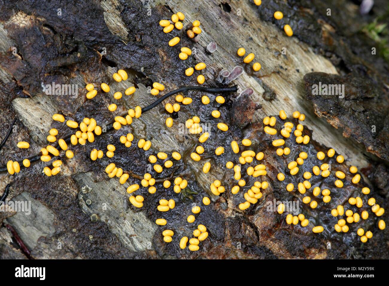 Hairy slime mold, Trichia varia, a macro image. Stock Photo