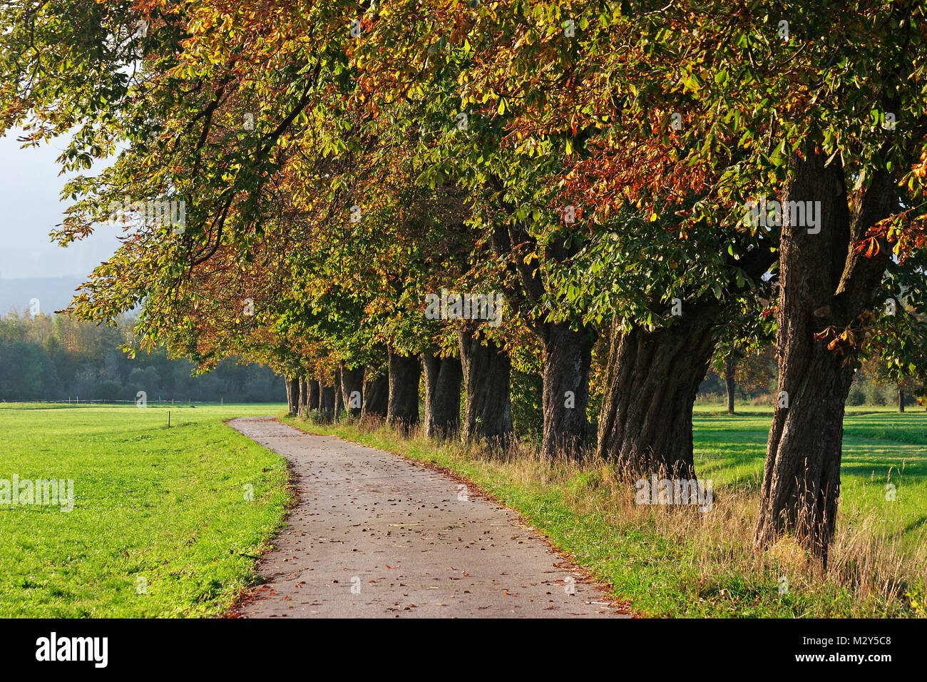 Alley with chestnut trees Stock Photo