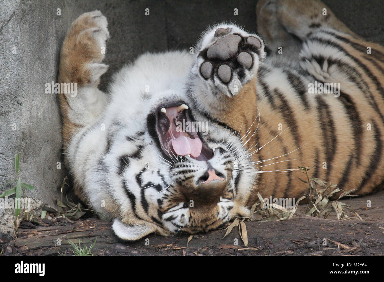 Tiger, Tiere entspannen sich im Tierpark Hagenbeck, Hamburg, Januar und Februar 2015 Stock Photo