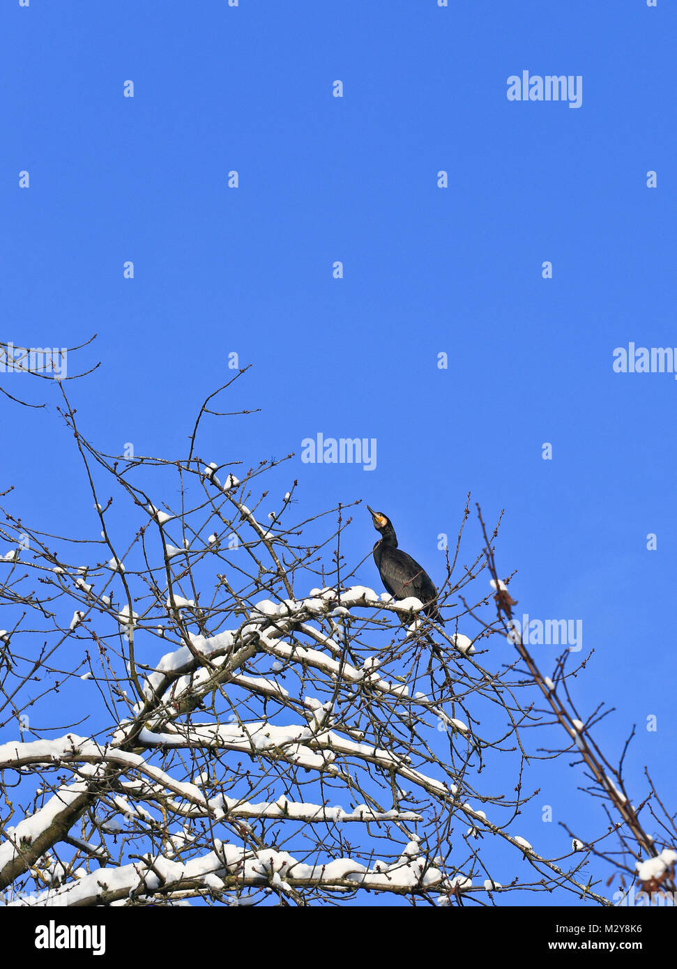 Bird sitting on a tree branche with snow. France Stock Photo