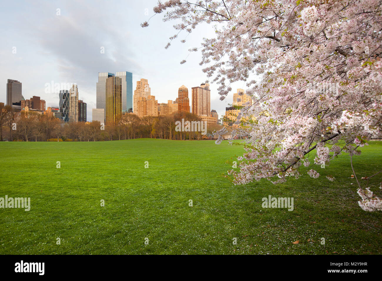 Cherry Blossom Trees in Central Park