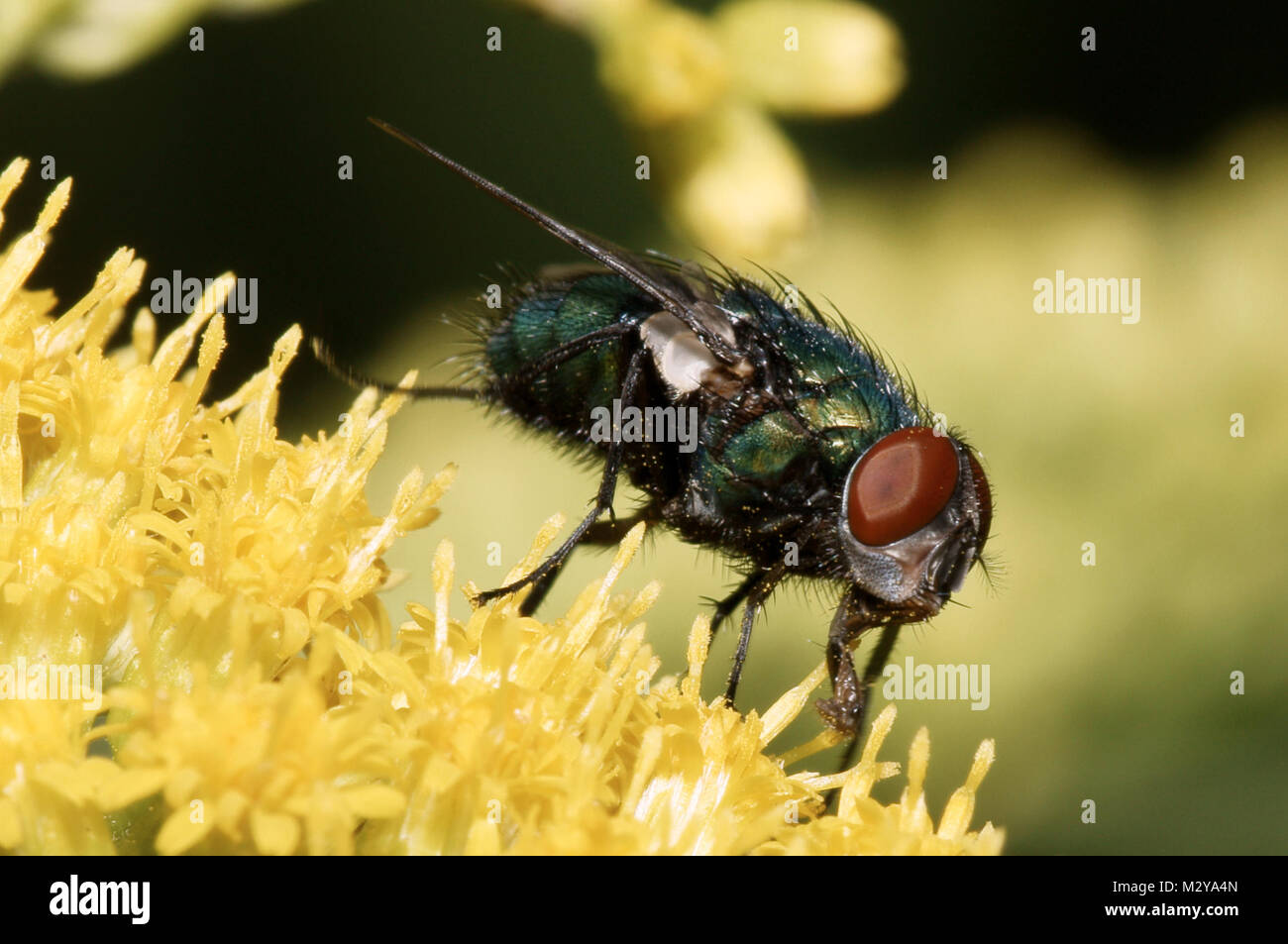 Schmeißfliege auf einer Pflanze (Goldregen), Gattung Calliphoridae-Lucilia Stock Photo