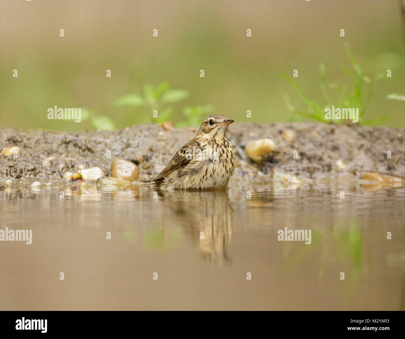 Tree Pipit (Anthus trivialis) adult, stood in pool, in woodland, Vojvodina, Serbia, June Stock Photo