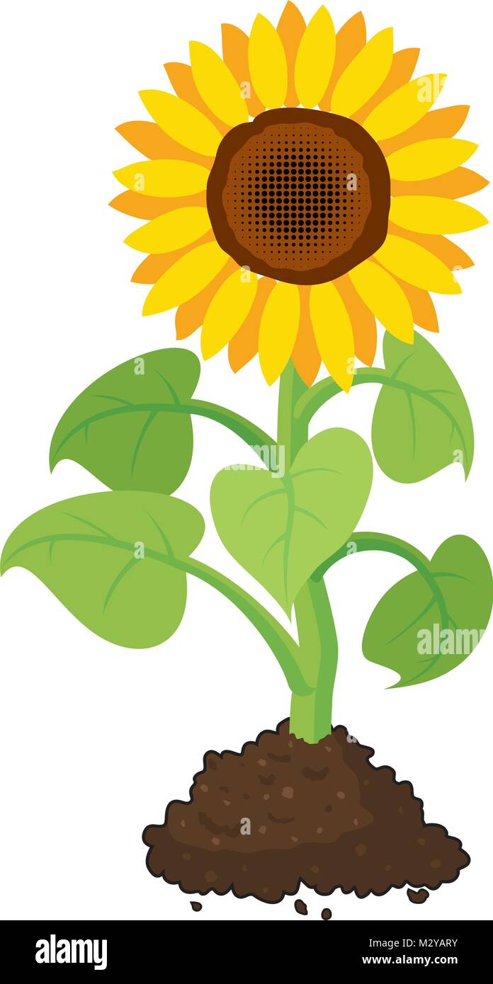 vector cartoon of garden sunflower grow in soil. summer agriculture