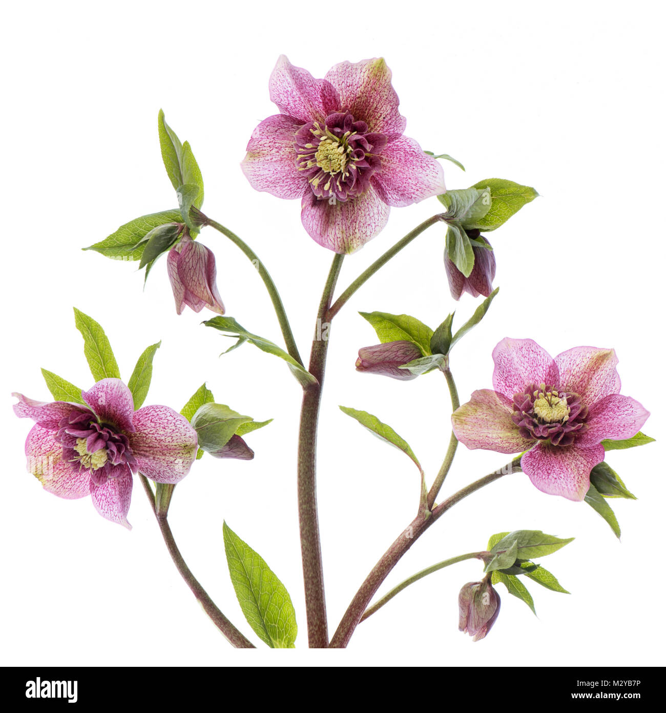 Close-up,  High-key image of the spring flowering Hellebore x Hybrida 'Tutu' flowers against a white background Stock Photo