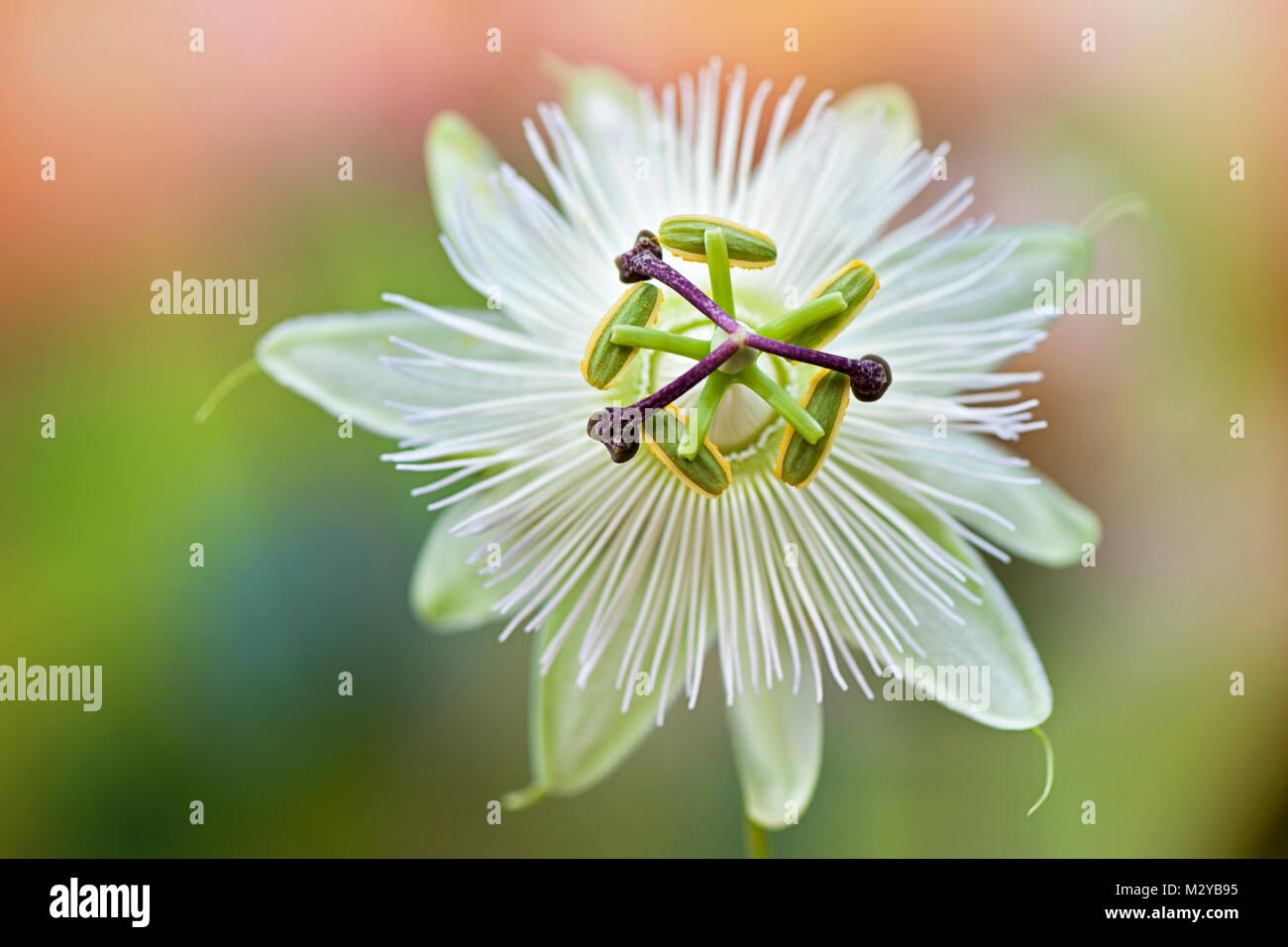 Close-up image of the summer flowering Passion Flower Constance Elliot - Passiflora against a soft backfound Stock Photo
