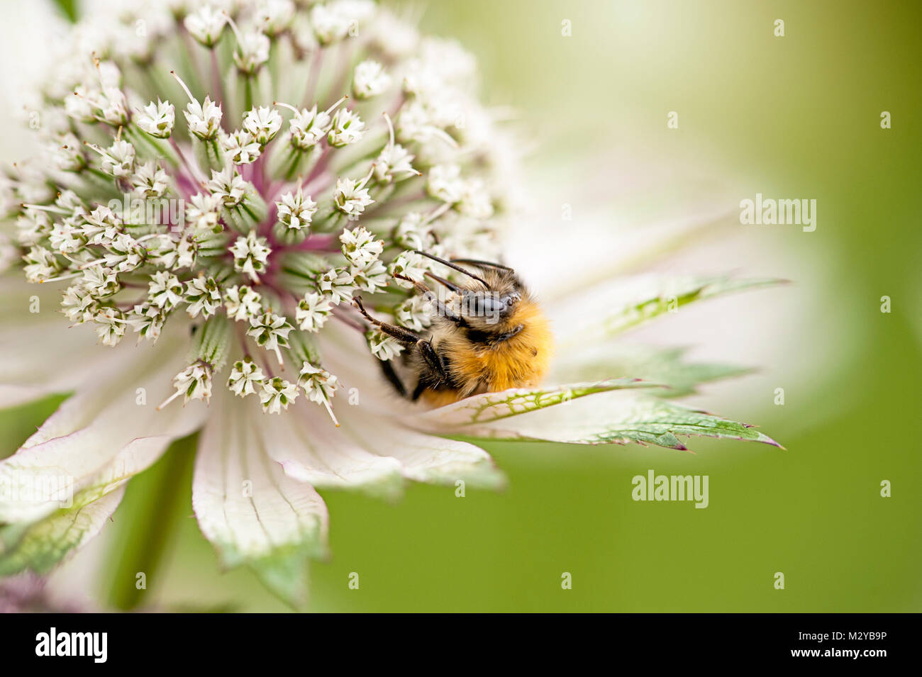 Close-up image of a Honey bee Pollinating a summer, White Astrantia flower head, also known as Masterwort Stock Photo