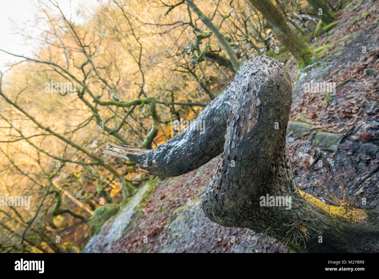 Wishing tree, Padley Gorge Stock Photo
