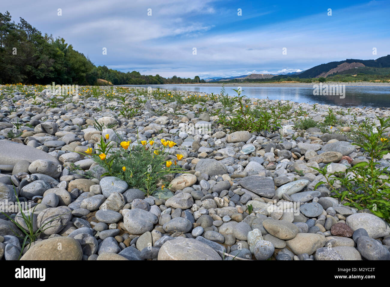 Californian Poppies growing amongst greywacke stones by the Wairau