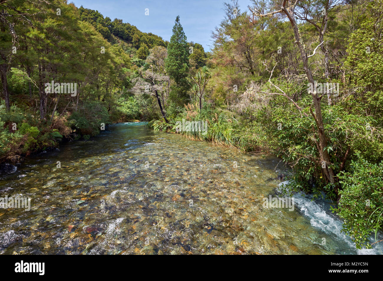Springs River at Te Waikoropupu Springs.  Takaka, Nelson Tasman, New Zealand. Stock Photo