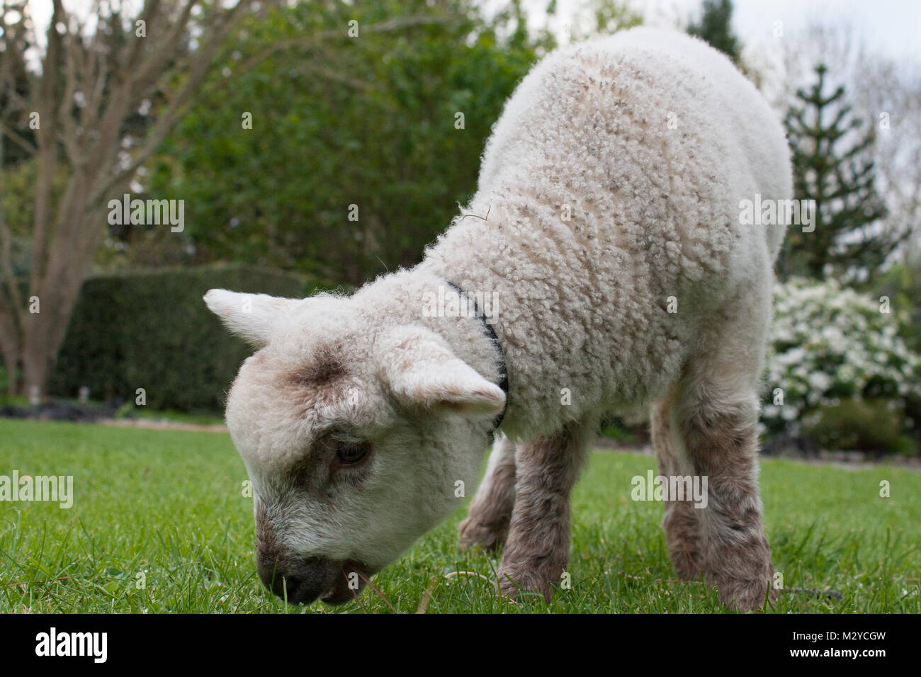 Lamb eating grass hires stock photography and images Alamy