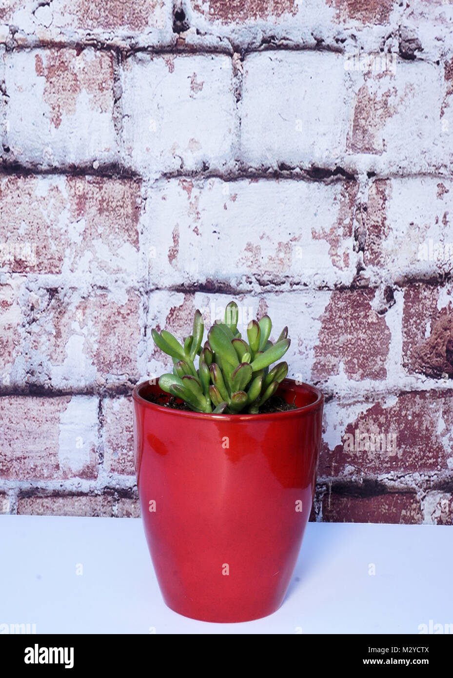 Red tipped succulent in a red vase against brick background. Stock Photo