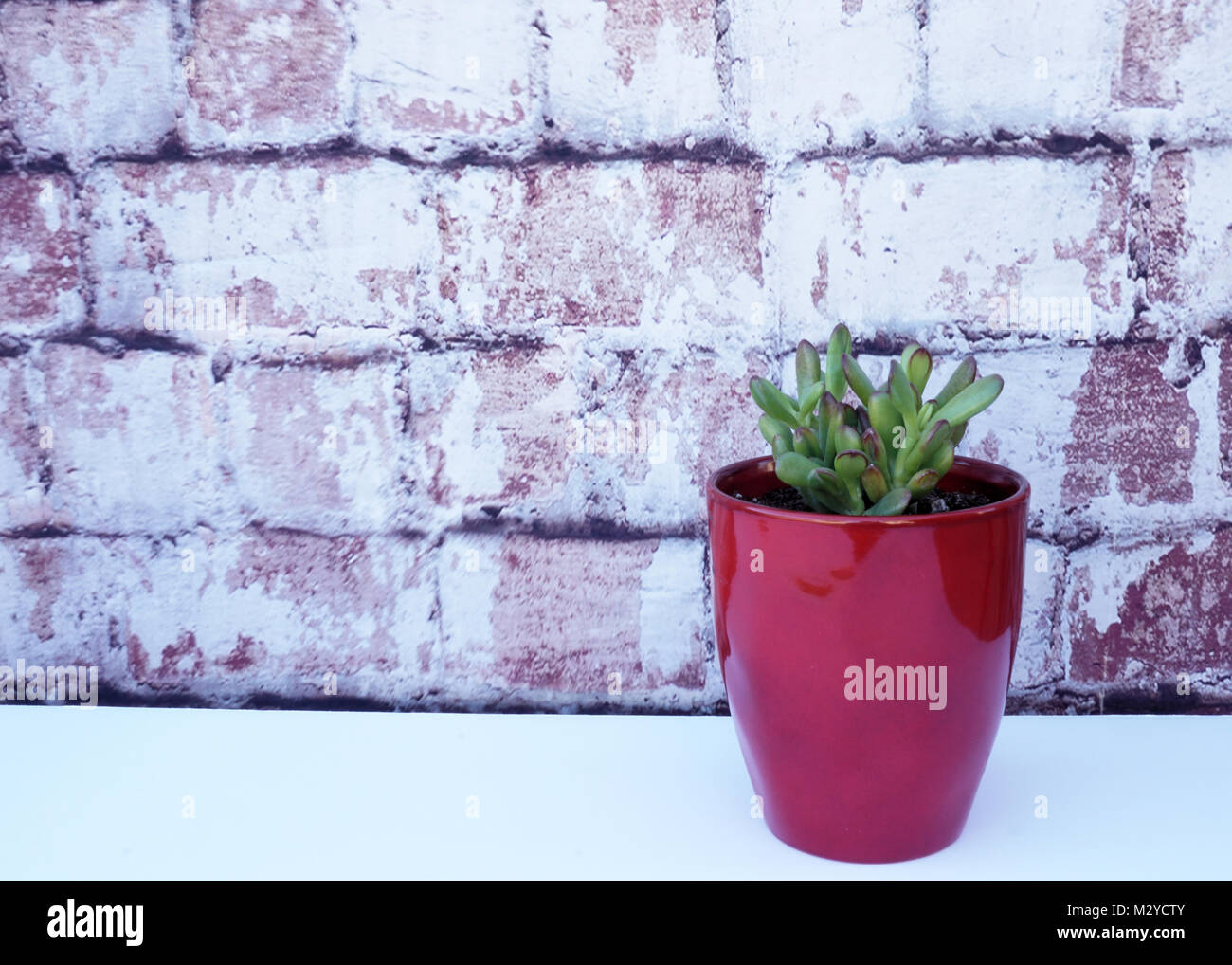 Red tipped succulent in a red vase against brick background. Stock Photo