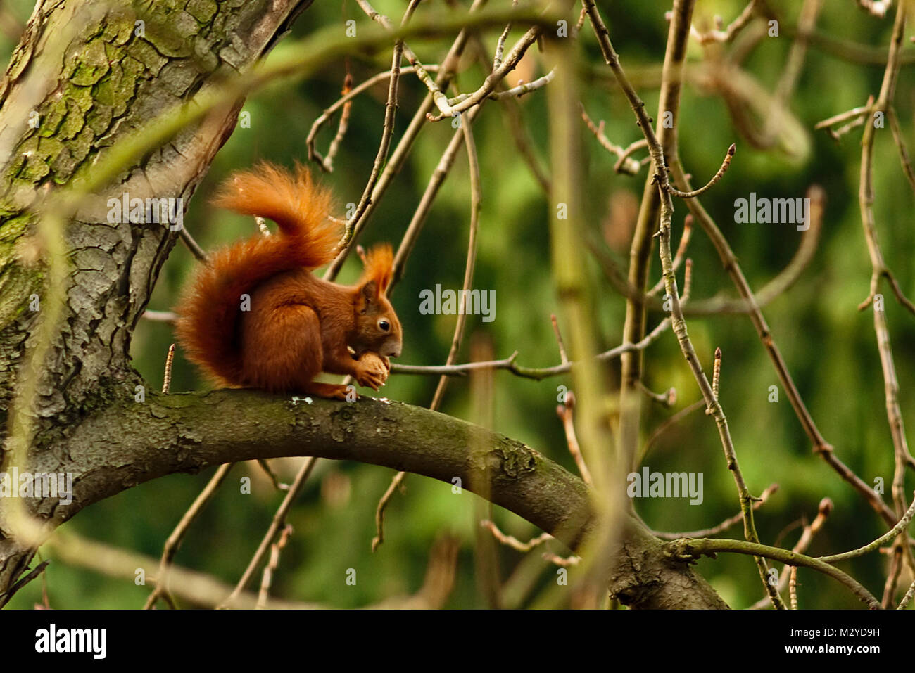 Eichhörnchen (Sciurus vulgaris) beim fressen einer Nuss Stock Photo