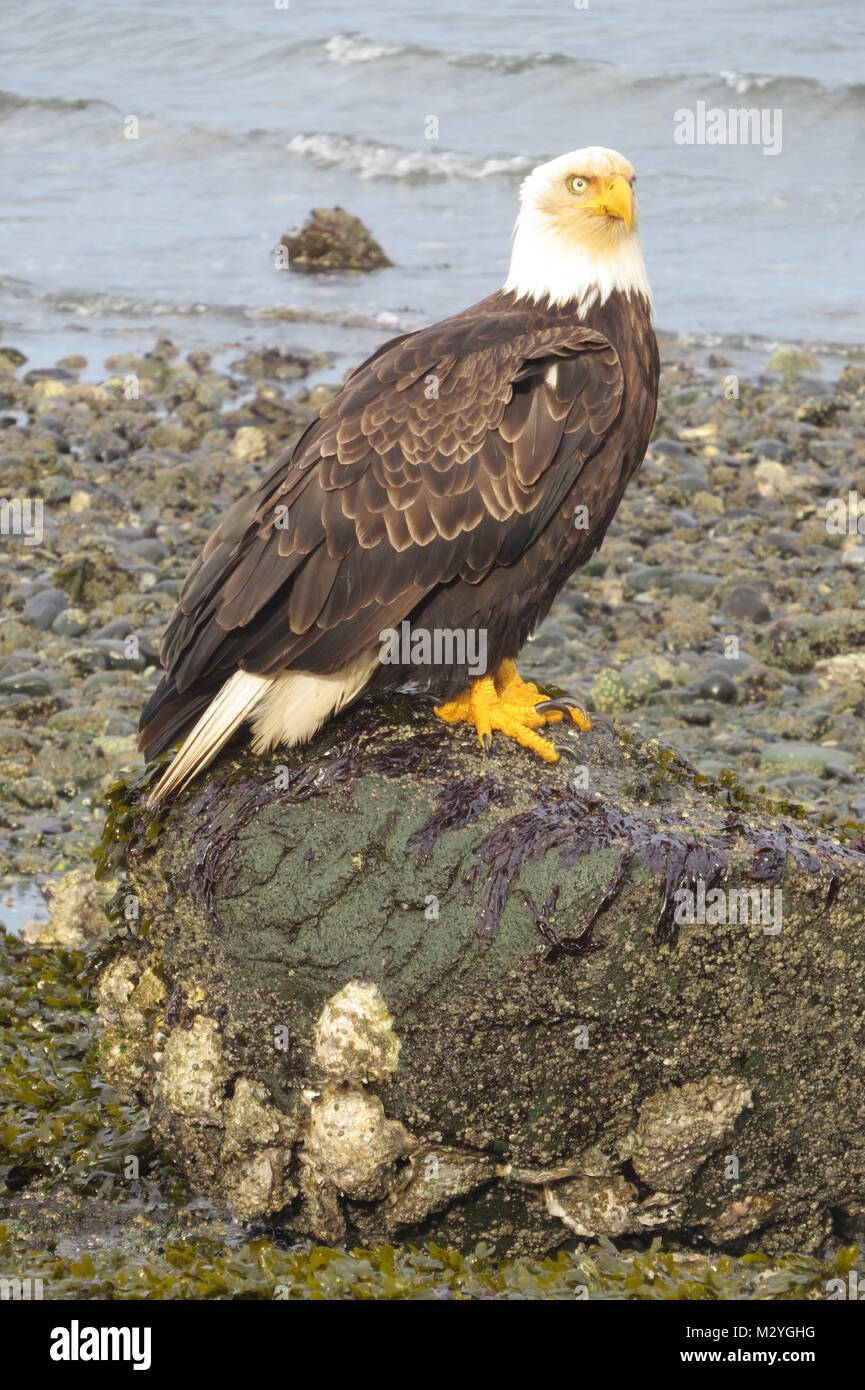 Mature bald eagle stood on beach Stock Photo Alamy