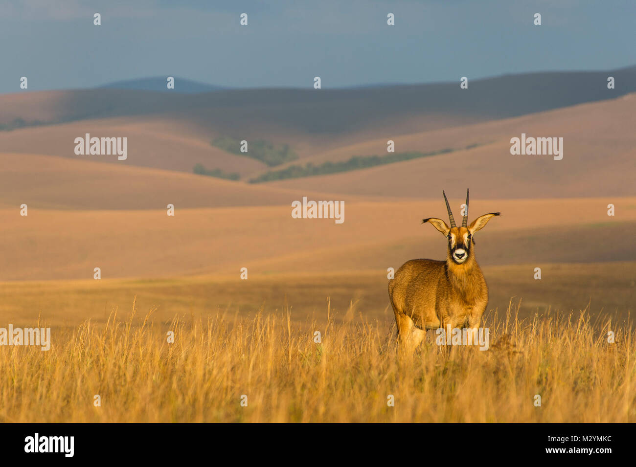 Roan antelope (Hippotragus equinus), Nyika National Park, Malawi, Africa Stock Photo