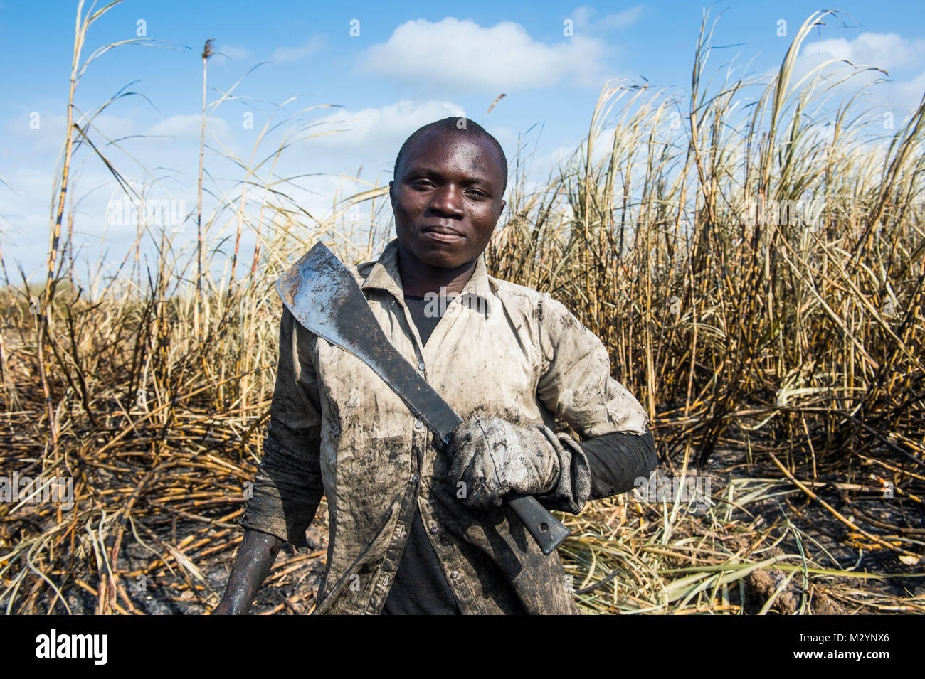 Sugar cane cutter in the burned sugar cane fields, Nchalo, Malawi, Africa  Stock Photo - Alamy