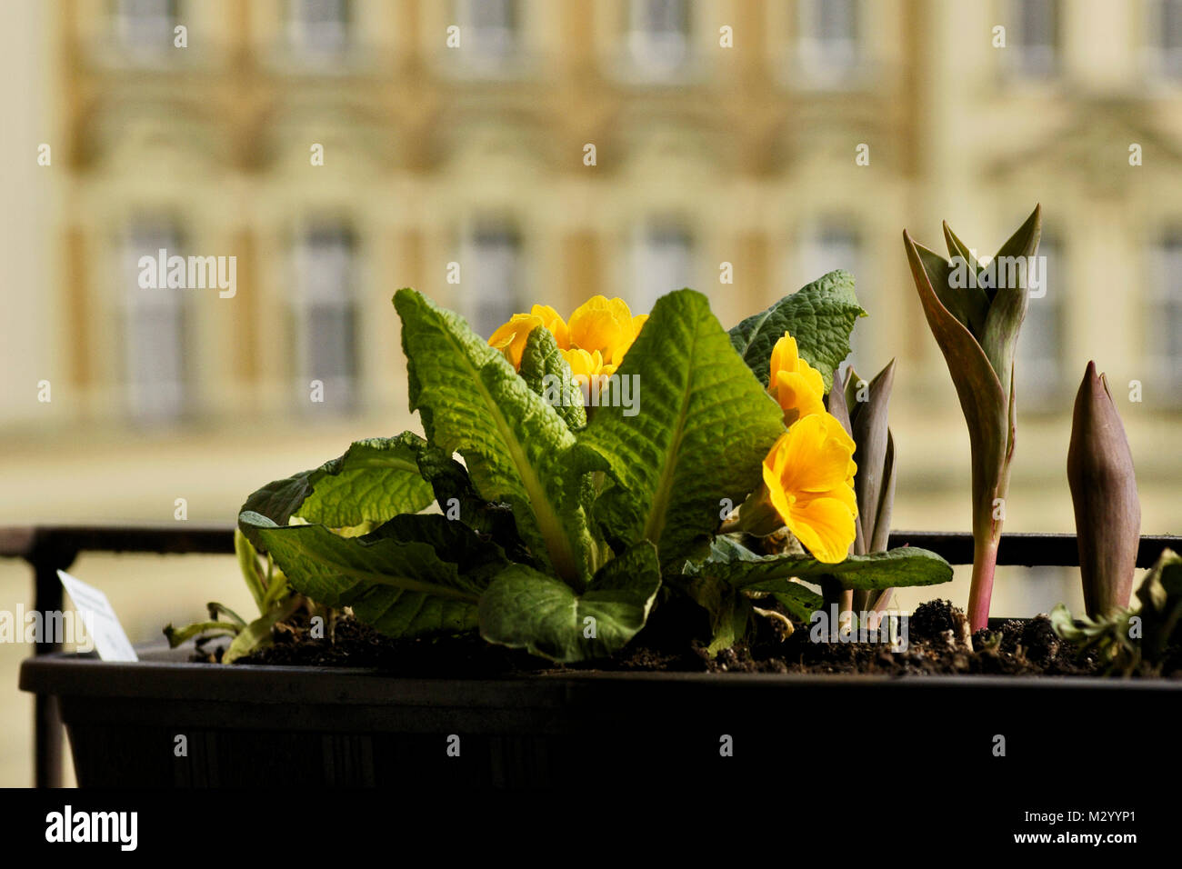 Balkonbepflanzung mit gelbe Primula-Vulgaris-Hybride Stock Photo