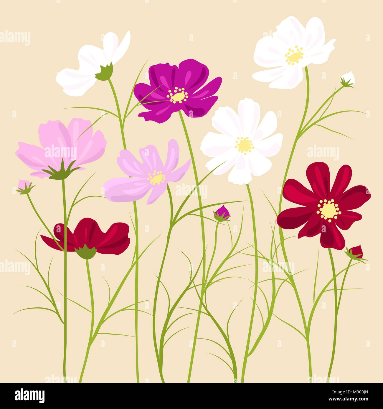 vector floral background -  cosmos flowers Stock Vector