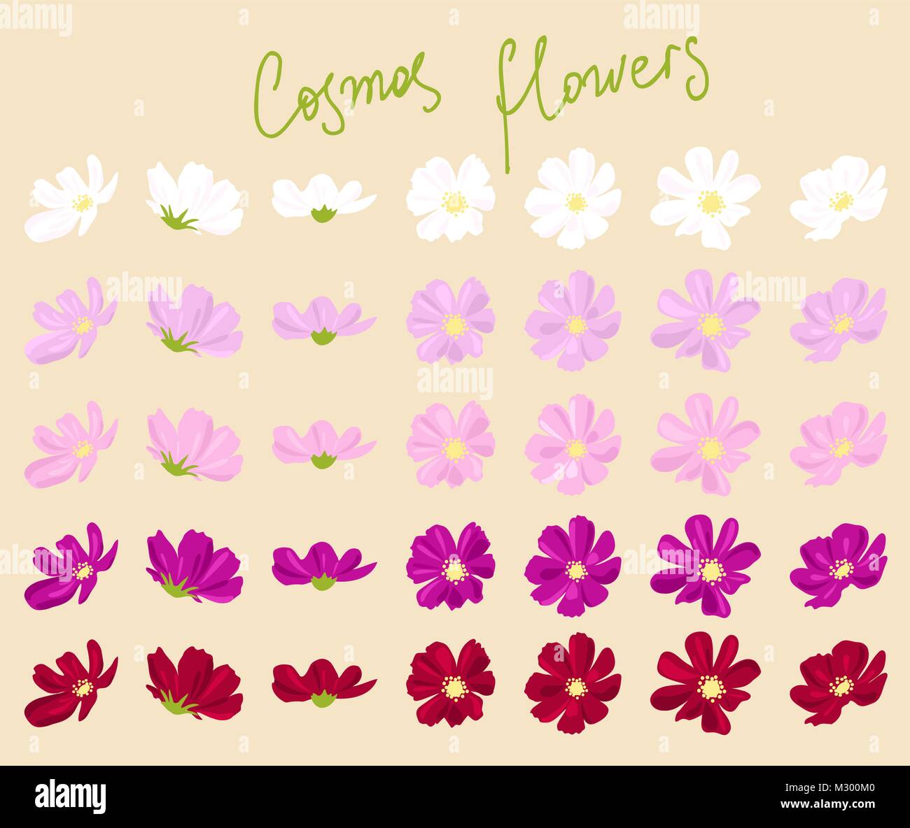 vector set of cosmos flowers of various shapes and colors Stock Vector