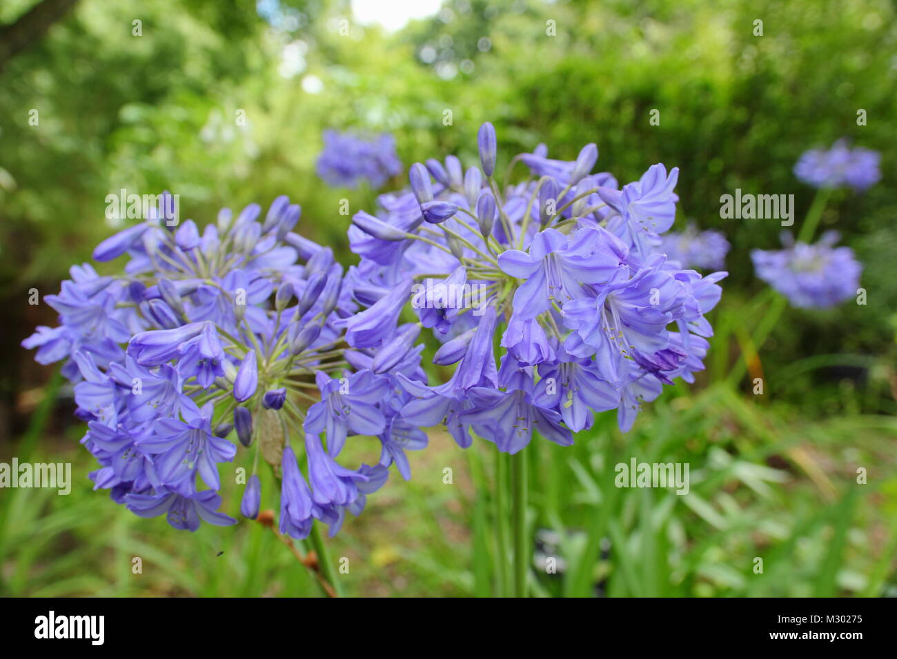 African bluebell (Agapanthus campanulatus), or African lily,  in flower in summer, UK Stock Photo