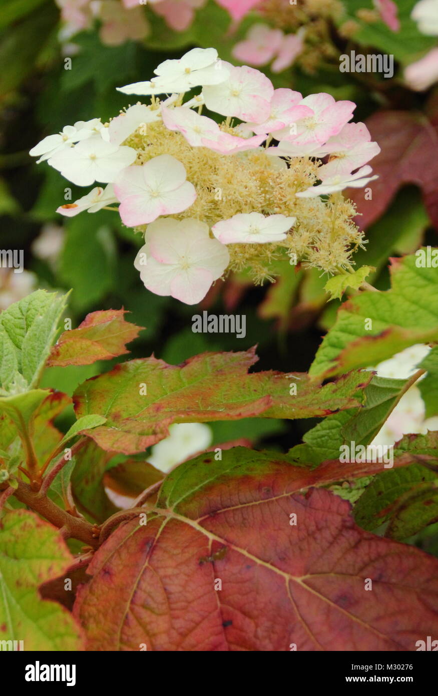 Oak-leaved hydrangea (hydrangea quercifolia) 'Alice' displaying maturing autumnal tints in an English garden Stock Photo