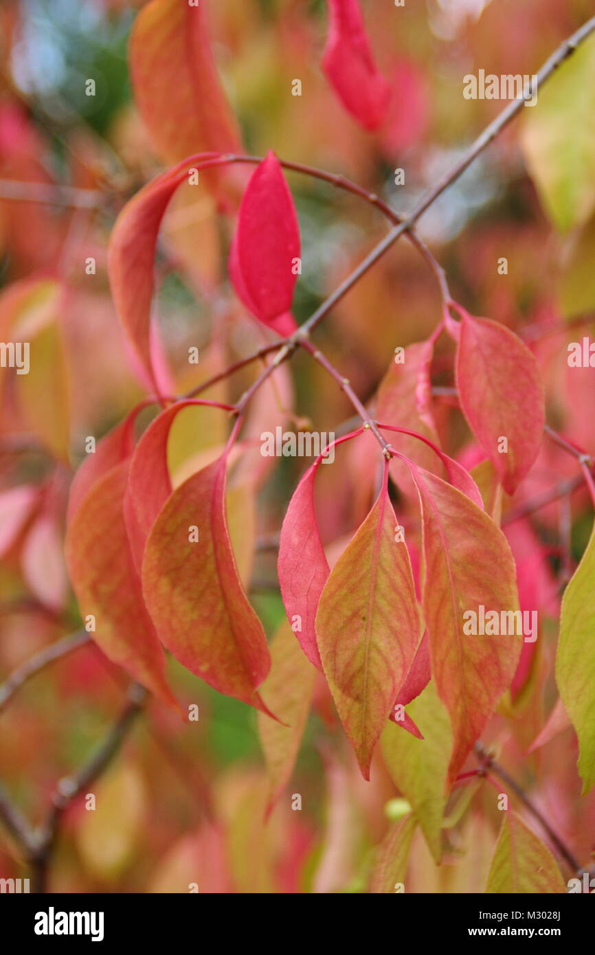 Euonymus bungeanus 'Dart's Pride', spindle tree, displaying autumn foliage tints in late summer, UK Stock Photo