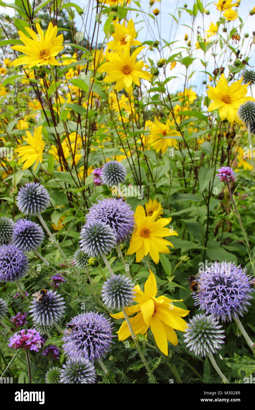 Echinops bannaticus and rudbeckia. Globe thistles (ecinops) and rudbeckia in the flower border of an English garden in late summer UK Stock Photo