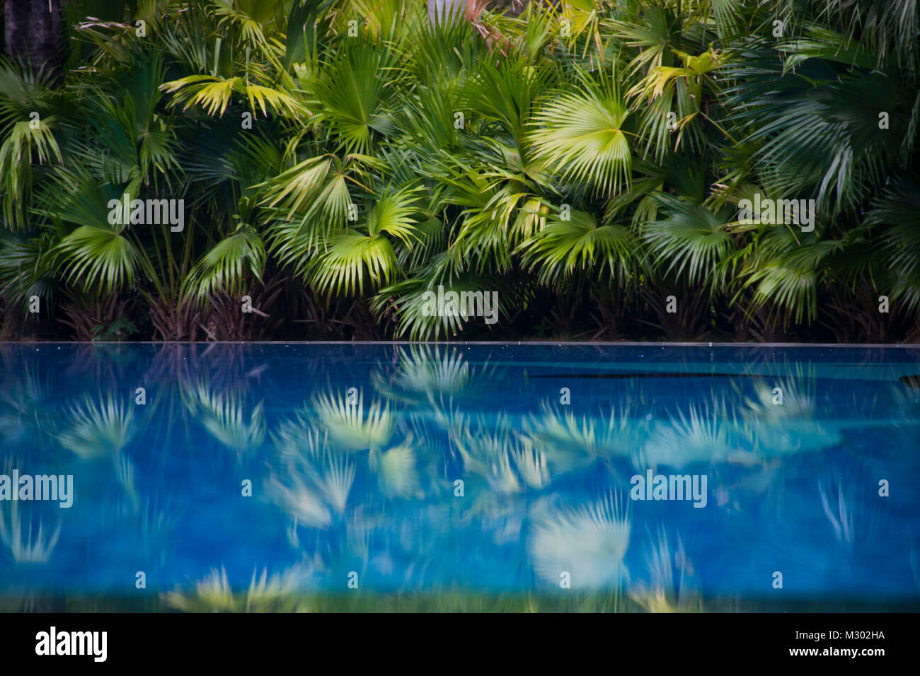 Green palm trees line a blue swimming pool at an island vacation spot in Asia. Stock Photo