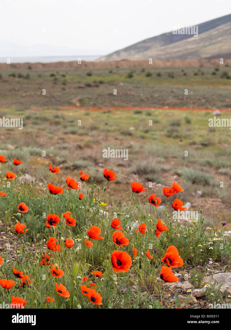 Springtime in the southern Armenian mountains near the Turkish border, poppies colouring  field and slopes Stock Photo