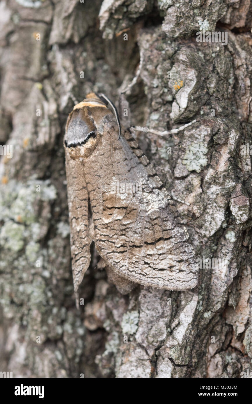 Newly emerged goat moth (Cossus cossus) camouflaged on tree bark Stock Photo