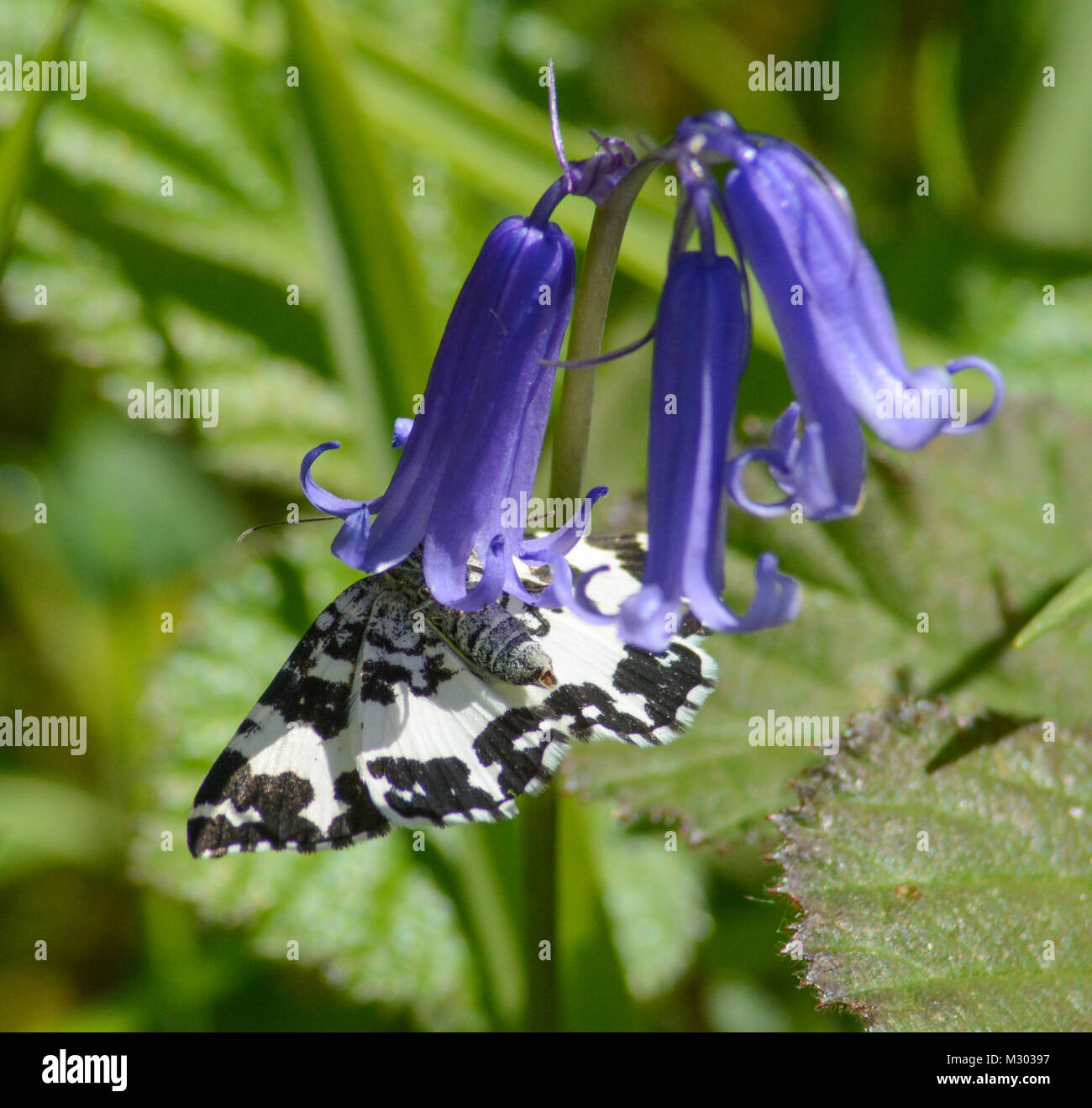 Argent and sable moth (Rheumaptera hastate) nectaring on a bluebell at Bentley Wood in Hampshire, UK, during May Stock Photo
