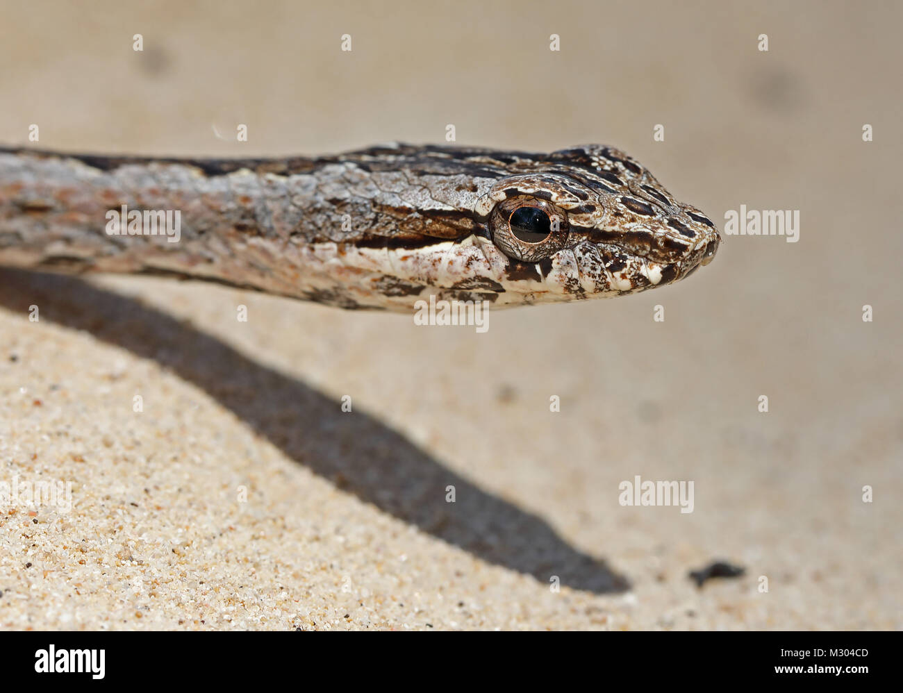 Mahafaly Sand Snake (Mimophis mahfalensis) close up of adult on sandy ground, Madagascan endemic  Ifaty, Madagascar              November Stock Photo