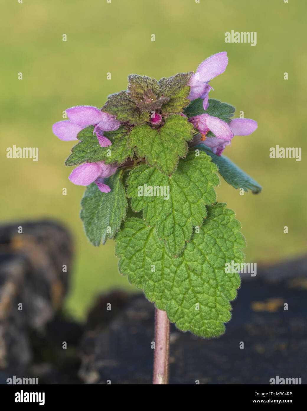 Red Dead Nettle wildflower (Lamium purpureum) growing out of a stone wall. Tipperary, Ireland Stock Photo