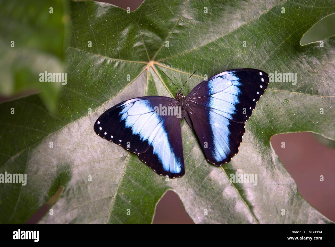 Suriname, Kwamalasamutu, Kind of Morpho butterfly ( Morpho deidamia ...