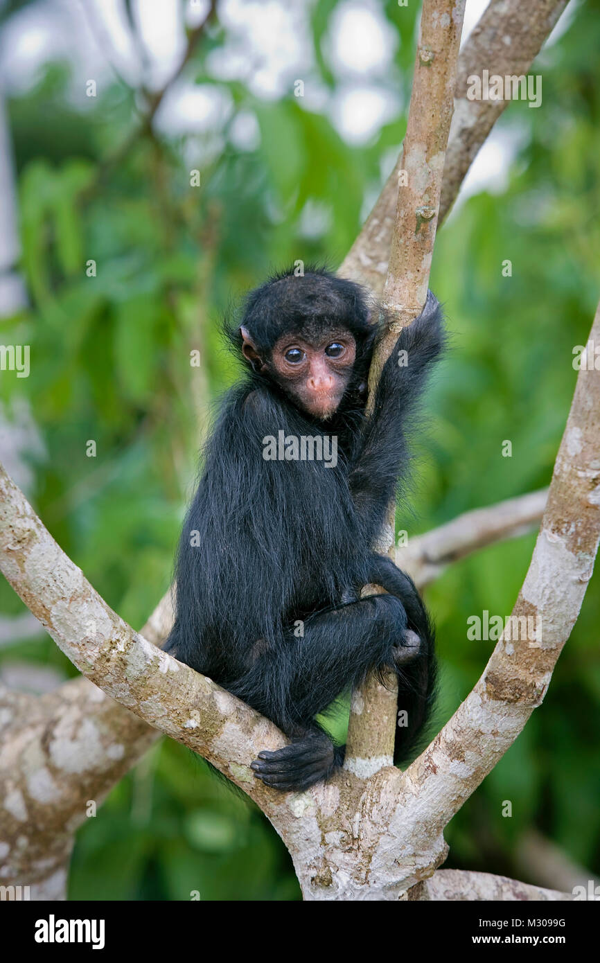 Suriname, Kwamalasamutu, Black spider monkey ( Ateles paniscus ). Young. Stock Photo