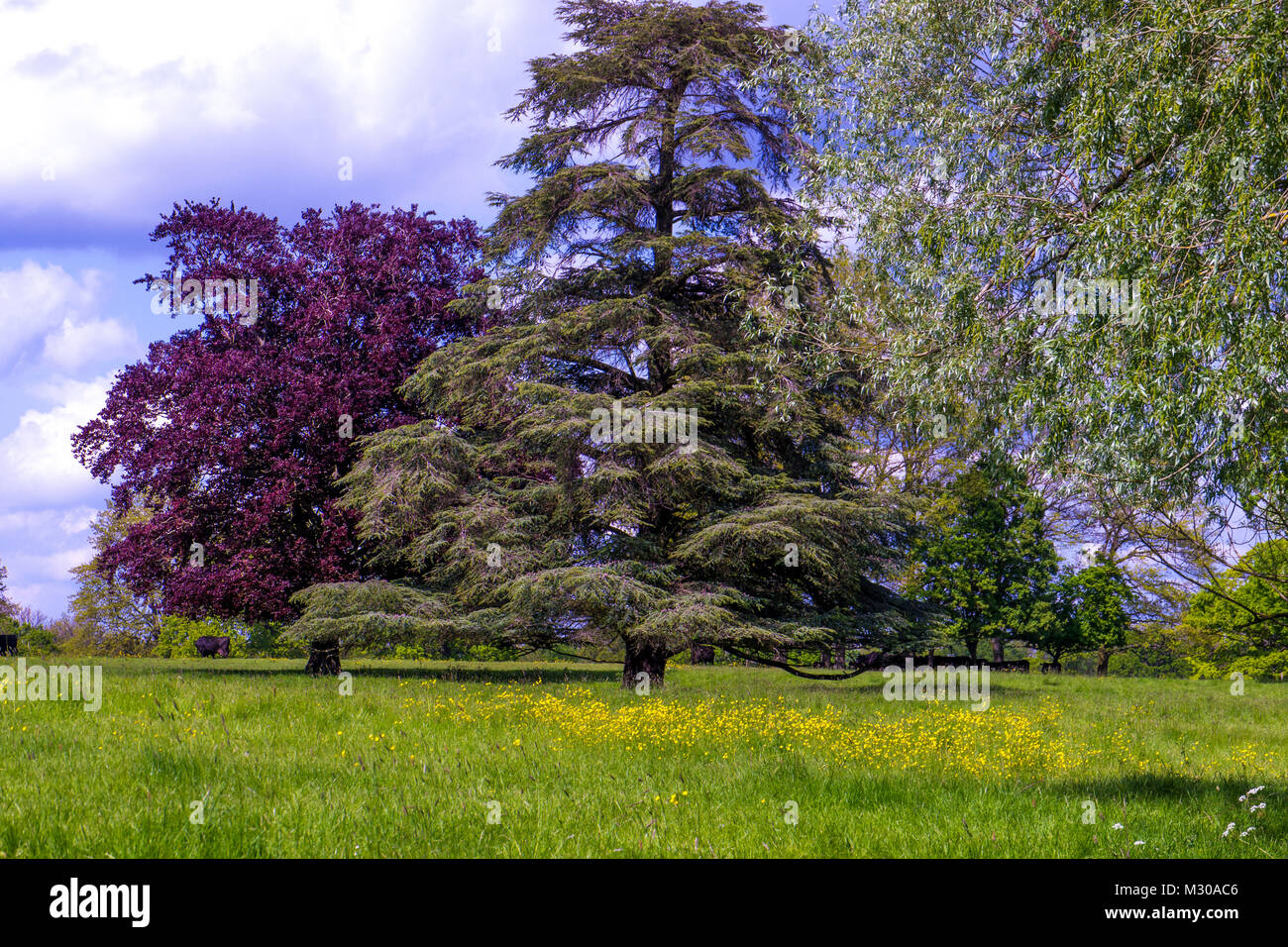 Western hemlock Fir  (Tsuga heterophylla) and  Purple Beech (Fagus sylvatica) Trees in meadow with yellow flowes in forgrand Stock Photo
