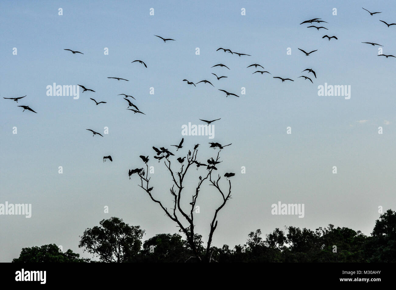 Silhouettes of Australian Darter Birds, Bamurru Plains located just to the west of Kakadu National Park, Northern Territory, Australia Stock Photo