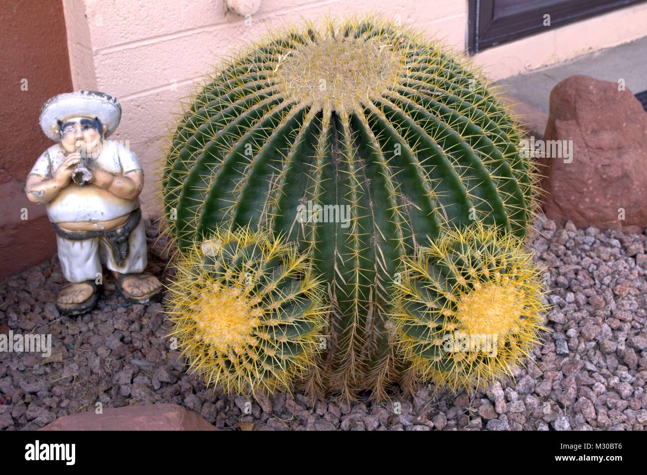 A Well Endowed Barrel Cactus Stock Photo