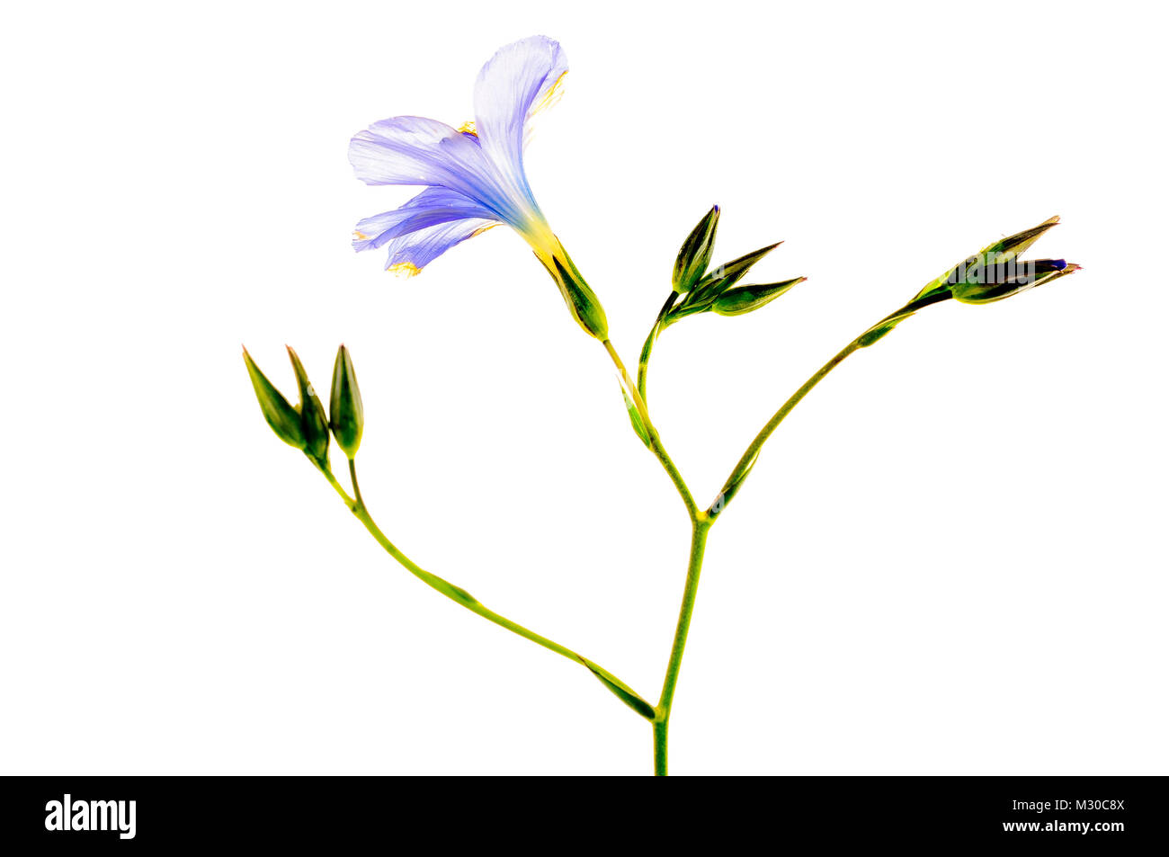 An studio violet flower work using a High key isolating the plant Stock Photo